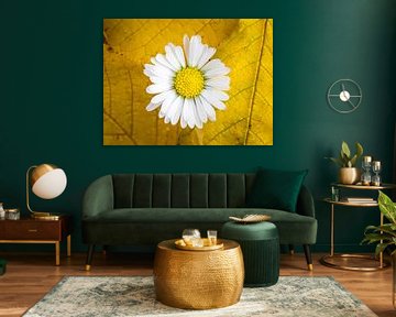 Gänseblümchen zwischen gelben Herbstblättern von Esmée Fotografeert