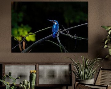 Le martin-pêcheur, chasseur de couleurs dans les contras