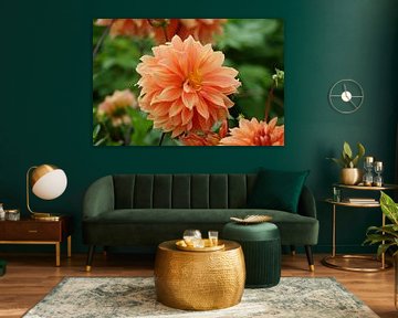 Orangene Blüte der Dahlie Tyrell von Karsten Mücke