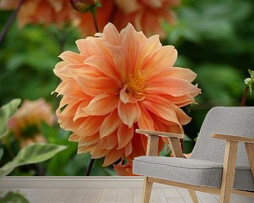 Oranje bloem van de dahlia Tyrell