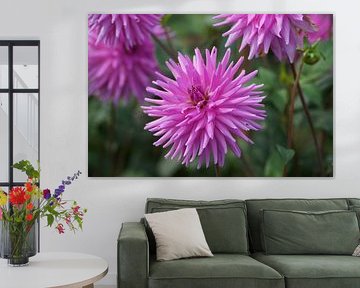 Pinkfarbene Blüte einer Dahlie im Herbst von Karsten Mücke