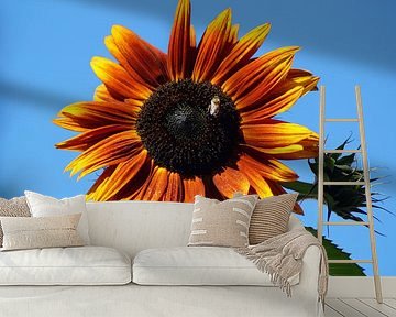 Zonnebloembloesem voor een blauwe lucht