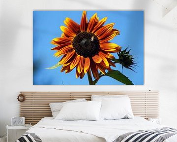 Tournesol en fleur sur fond de ciel bleu sur Karsten Mücke