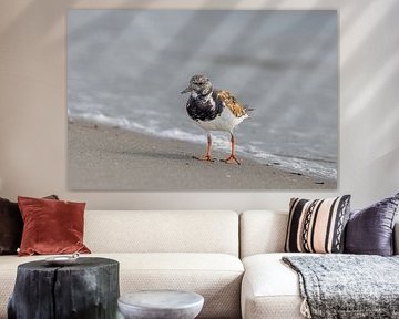 Steinwälzer (Arenaria interpres)