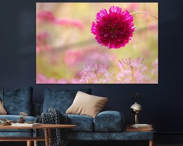 Summer in the flower garden - Stuffed cosmea by Daniela Beyer