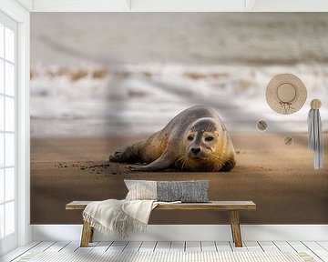 Seal resting in the winter sun on the beach