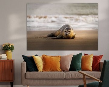 Robbe ruht sich in der Wintersonne am Strand aus von Melissa Peltenburg