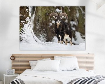 Un fier mouflon dans la neige sur Daniela Beyer