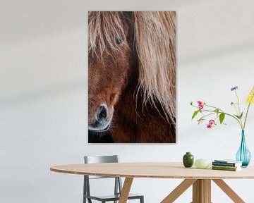 Islandpferd Nahaufnahme von Melissa Peltenburg