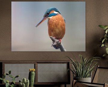 Kingfisher looking for a fish by Judith Borremans