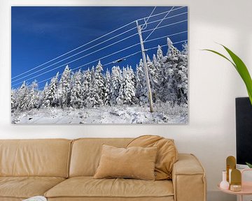 The forest after the storm