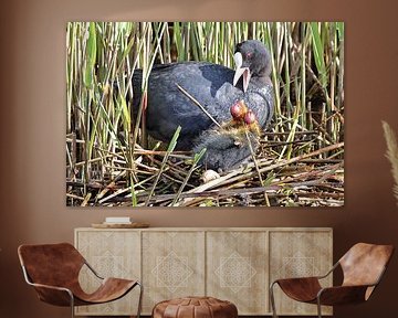 Meerkoet by Rinnie Wijnstra (FotoAmeland )