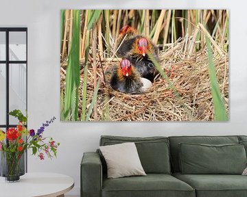 Meerkoet sur Rinnie Wijnstra (FotoAmeland )