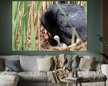 Meerkoet sur Rinnie Wijnstra (FotoAmeland )