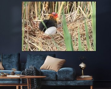 Meerkoet sur Rinnie Wijnstra (FotoAmeland )