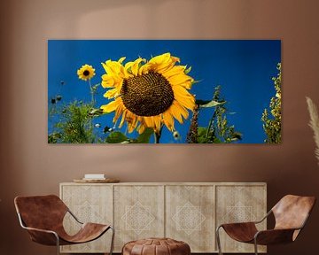 Tournesol sur Frank Lavooij