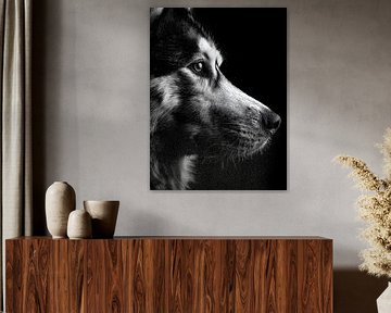 Regard vigilant - Husky en noir et blanc sur drdigitaldesign