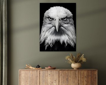 Eagle - Majestic view in black and white