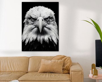 Eagle - Majestic view in black and white