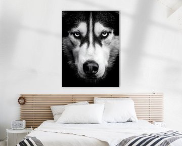 Husky - Intense look in black and white