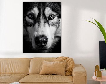 Husky - Intense look in black and white
