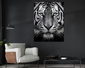 Tiger - Powerful look in black and white