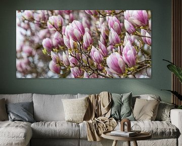 Magnolien in der Blüte im Frühling von Werner Dieterich