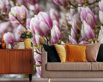 Magnolias in bloom in spring by Werner Dieterich