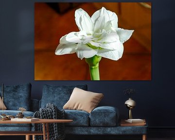 Witte dubbele narcisbloem bloeiend met weelderige bloemblaadjes