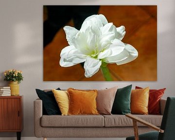 Witte amaryllisbloem bloeiend tegen warme achtergrond