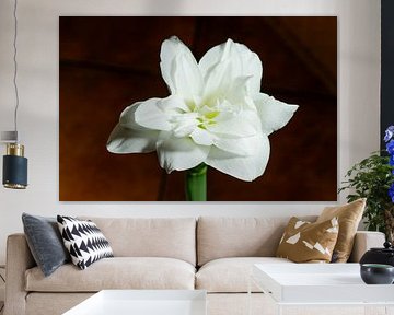 Witte dubbele narcis bloeiend tegen donkere achtergrond