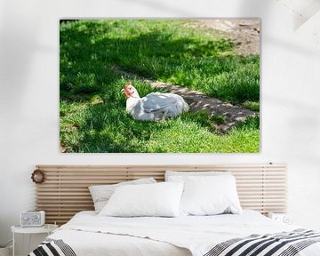 Weißes Huhn auf Gras mit Erdweg von de-nue-pic