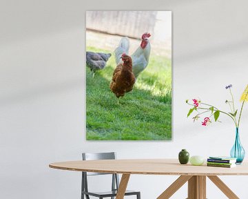 Braune Henne, weißer Hahn und graue Henne im Gras von de-nue-pic