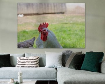 Weißer Hahn Porträt mit grünem Gras Hintergrund von de-nue-pic