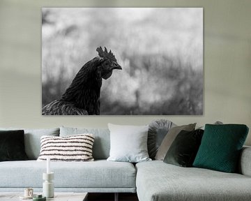 Schwarz-Weiß-Porträt eines Huhns von de-nue-pic