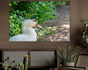 White Muscovy Duck Portrait by de-nue-pic