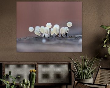 White splendour by Angelique Raaijmakers