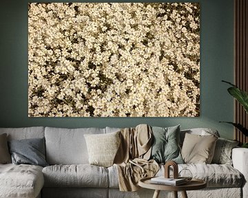 weiße Blumen, weiße Blumen von anne droogsma