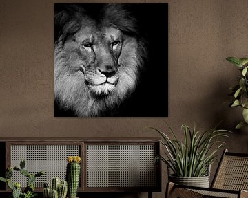 Porträt eines Afrikanischen Löwen, (Panthera leo) von Ken Kühlbrandt
