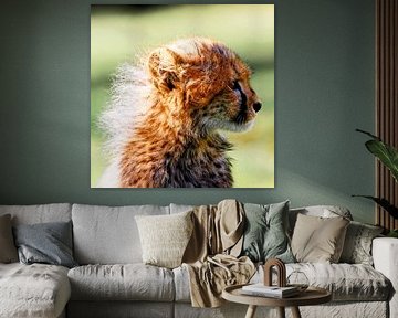 Kleine Katze von Ken Kühlbrandt