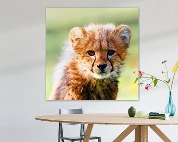 Little cat by Ken Kühlbrandt