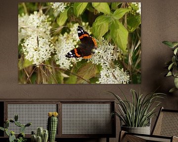 Butterfly admiral on a white flower by Karsten Mücke