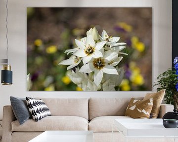 White blossoms of the milk star flower by Karsten Mücke