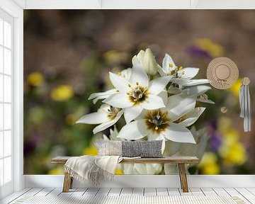 Witte bloesems van de melksterbloem