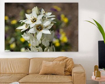 White blossom of the milk star flower by Karsten Mücke