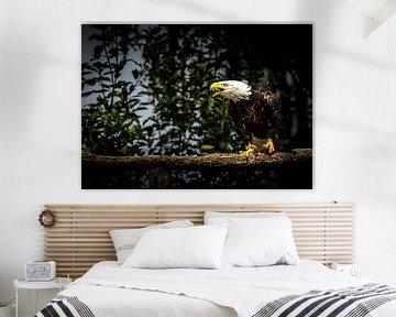 Ungezähmte Majestät - Der Ruf des amerikanischen Weißkopfseeadlers von Erwin Floor