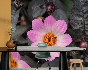 Lichtroze bloem van de dahlia Hortensis