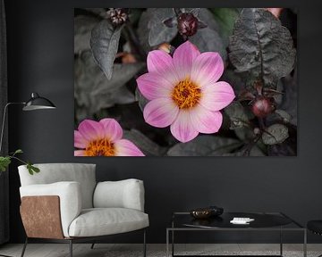 Fleur rose pâle du dahlia Hortensis sur Karsten Mücke