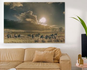 konik horses in the lauwersmeer area by anne droogsma