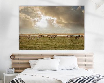 konik horses in the lauwersmeer area2 by anne droogsma